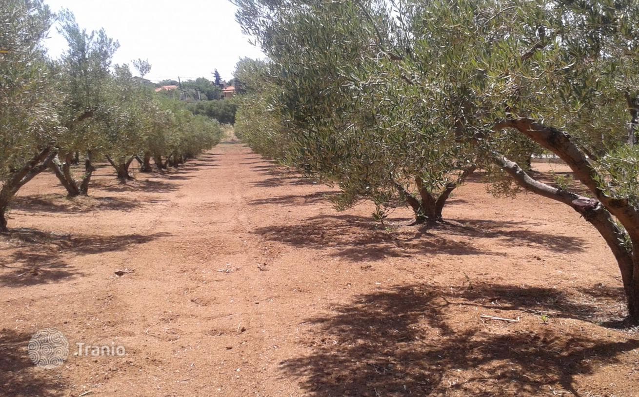 Land Plot with Sea View in Kassandra