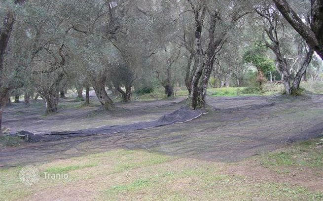 12-Hectare Olive Grove Land Plot in Agii Duli, Corfu, photo 3