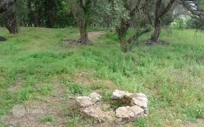 6,500 m² Land Plot with Olive Grove in Dafni, Corfu, photo 3