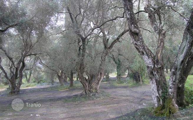 12-Hectare Olive Grove Land Plot in Agii Duli, Corfu, photo 2