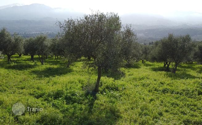 3,904 m² Land Plot with Olive Grove and Mountain View in Chania, Crete, photo 4