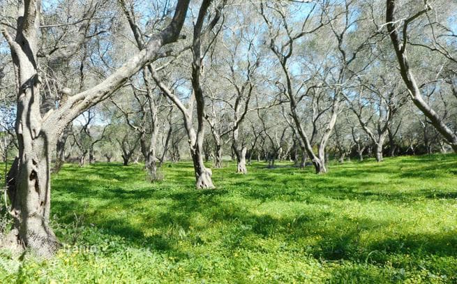 Land Plot in Vitilades, Corfu, photo 5