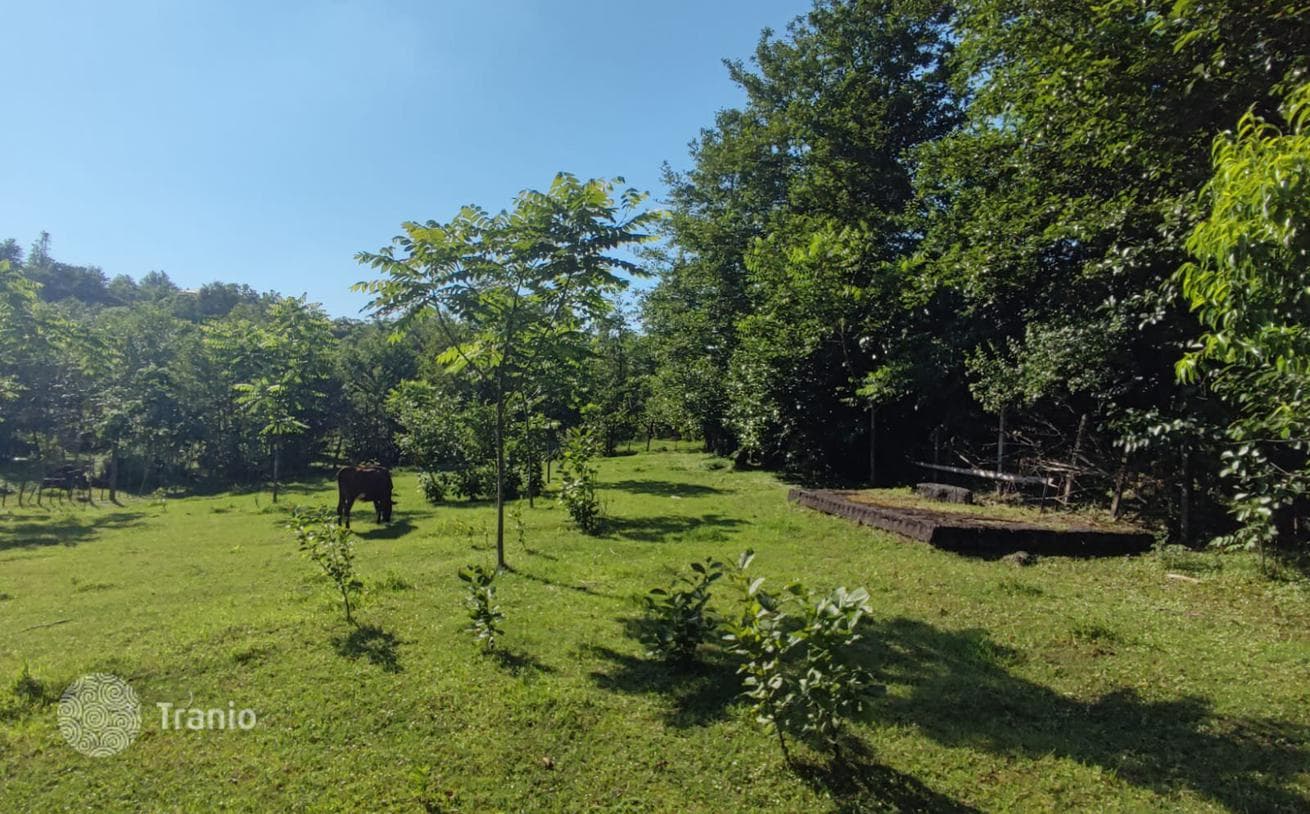 Land Plot near River in Chakvi, photo 3