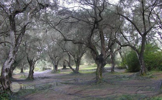 12-Hectare Olive Grove Land Plot in Agii Duli, Corfu, photo 4