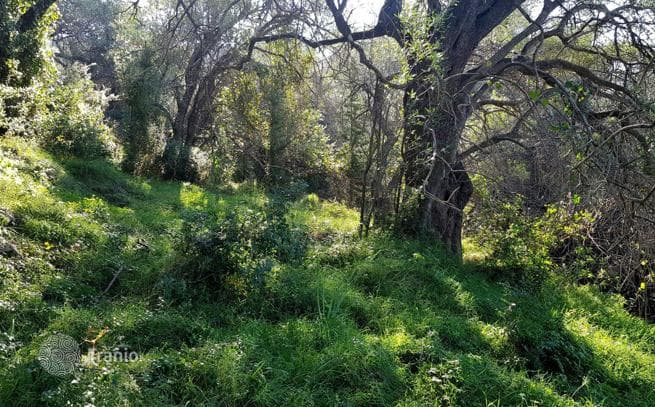 Land Plot with Sea View in Pentati, Corfu, photo 4