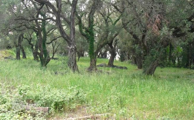 6,500 m² Land Plot with Olive Grove in Dafni, Corfu