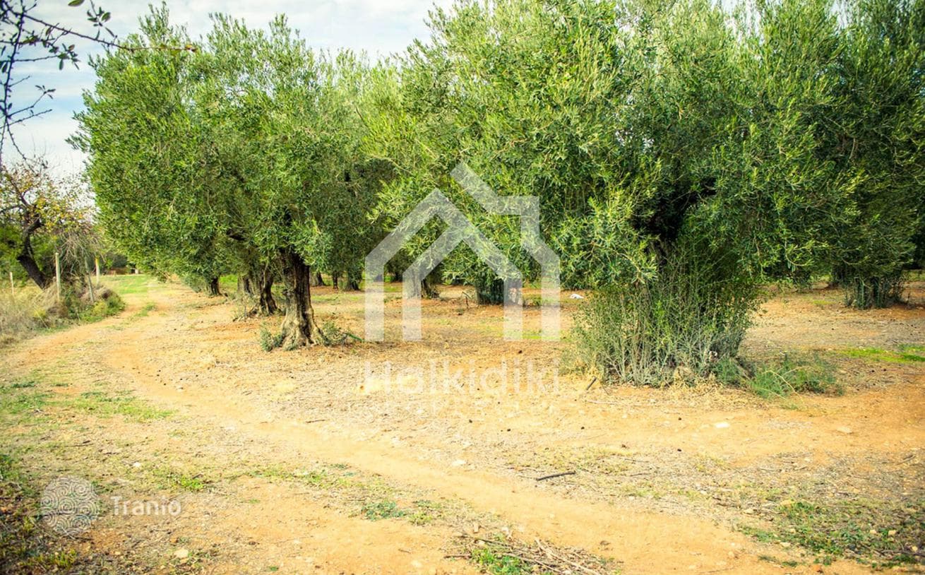 5,500 m² Land Plot Near the Sea in Sithonia, Greece, photo 3