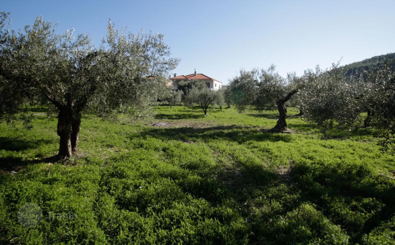 2,800 m² Beachfront Land Plot with Sea and Mountain Views in Kassandra, Halkidiki, photo 3