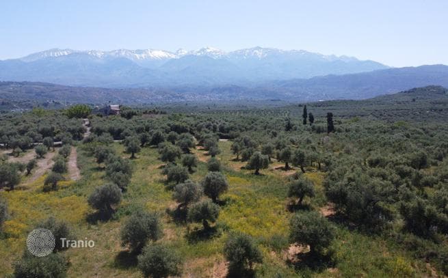 Land Plot with Olive Grove in Kalivesi, Crete, photo 3