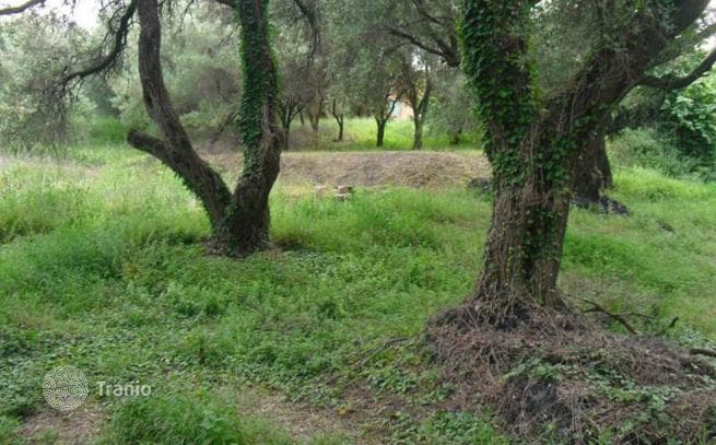 6,500 m² Land Plot with Olive Grove in Dafni, Corfu, photo 2
