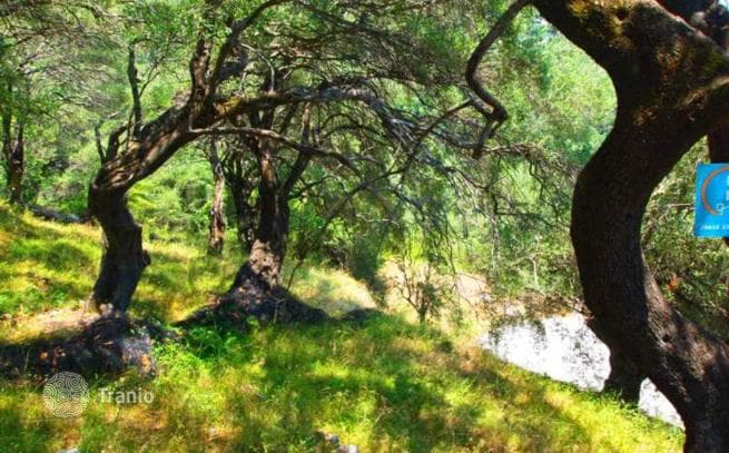 5,600 m² Land Plot with Sea View in Viglatura, Corfu, photo 5
