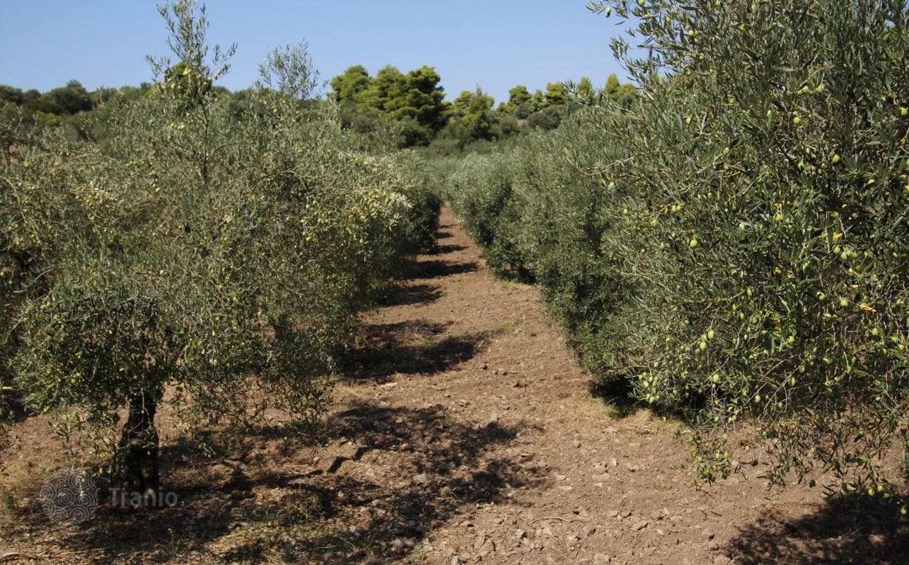 Land Plot with Sea Views 600 m from the Beach in Sitonia, Greece, photo 4