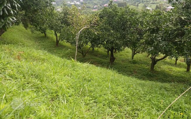 Land Plot with Sea and Mountain Views near Batumi, Georgia, photo 4