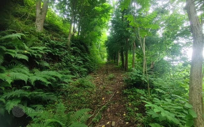 Land Plot in Forest near Batumi, Chakvi