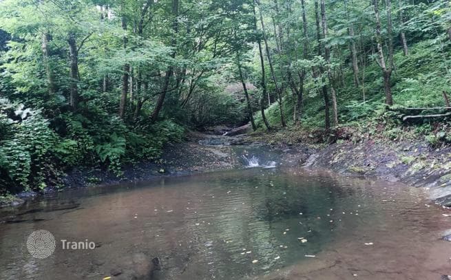 Land Plot in Forest near Batumi, Chakvi, photo 3