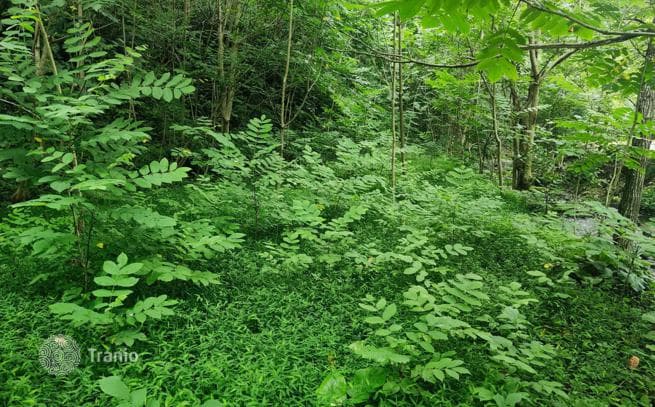 Land Plot in Forest near Batumi, Chakvi, photo 2