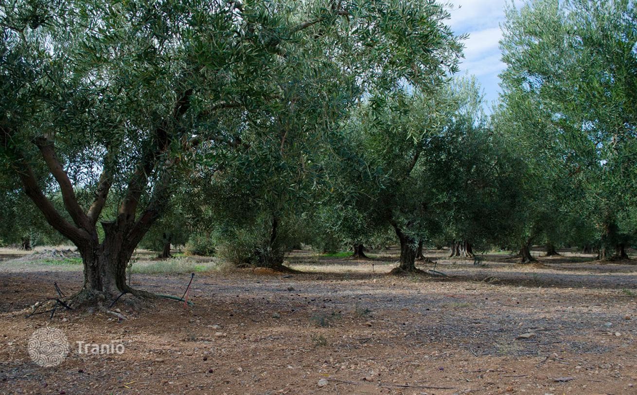 Land Plot in Kassandra, Halkidiki, photo 3