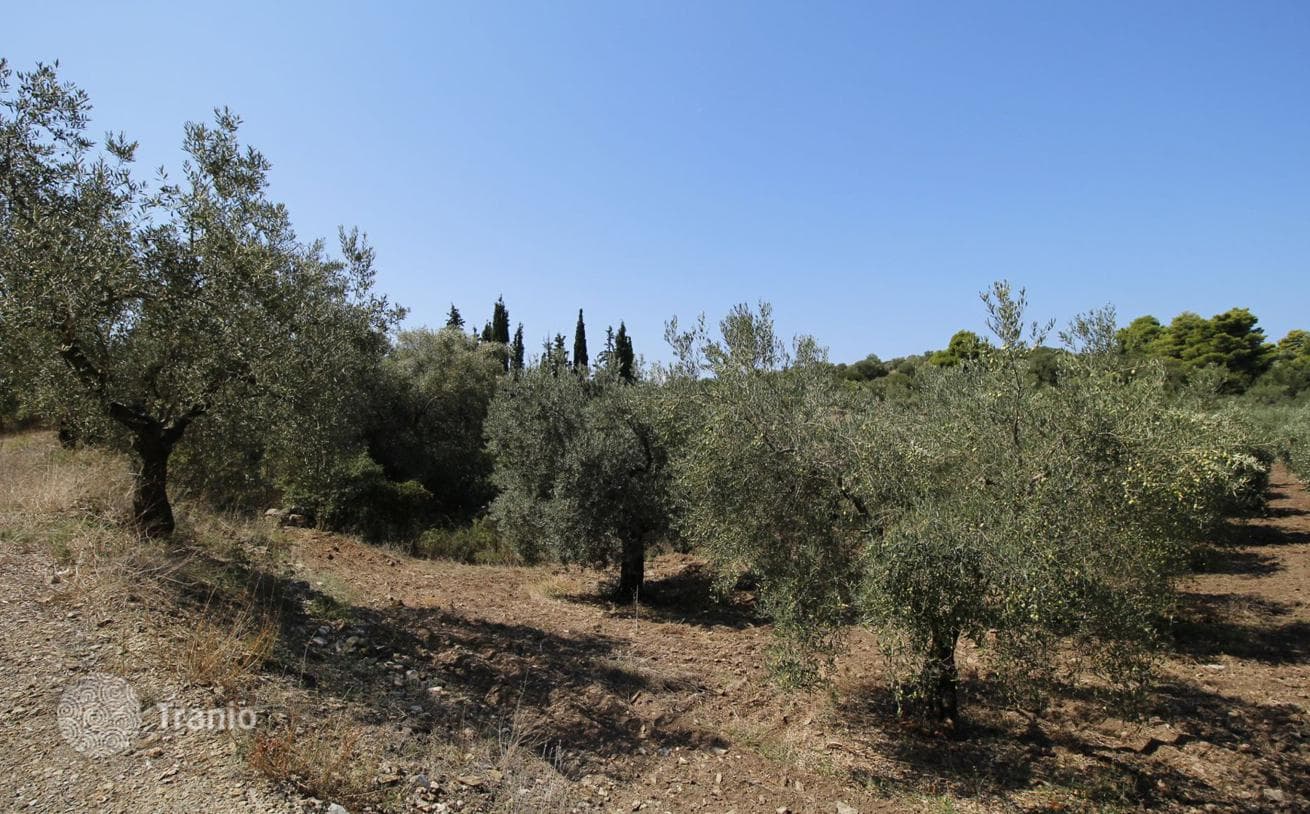 Land Plot with Sea Views 600 m from the Beach in Sitonia, Greece, photo 5