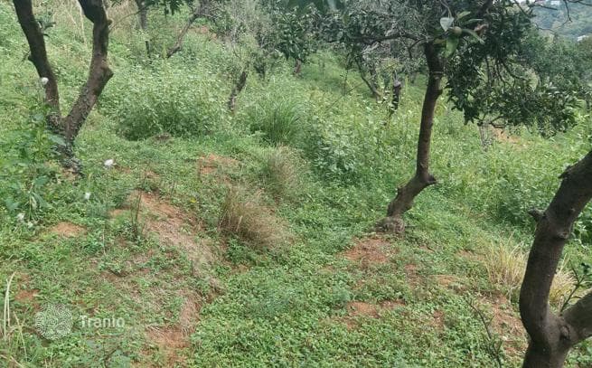 Land Plot with Sea and Mountain Views in Chakvi, Batumi, photo 3