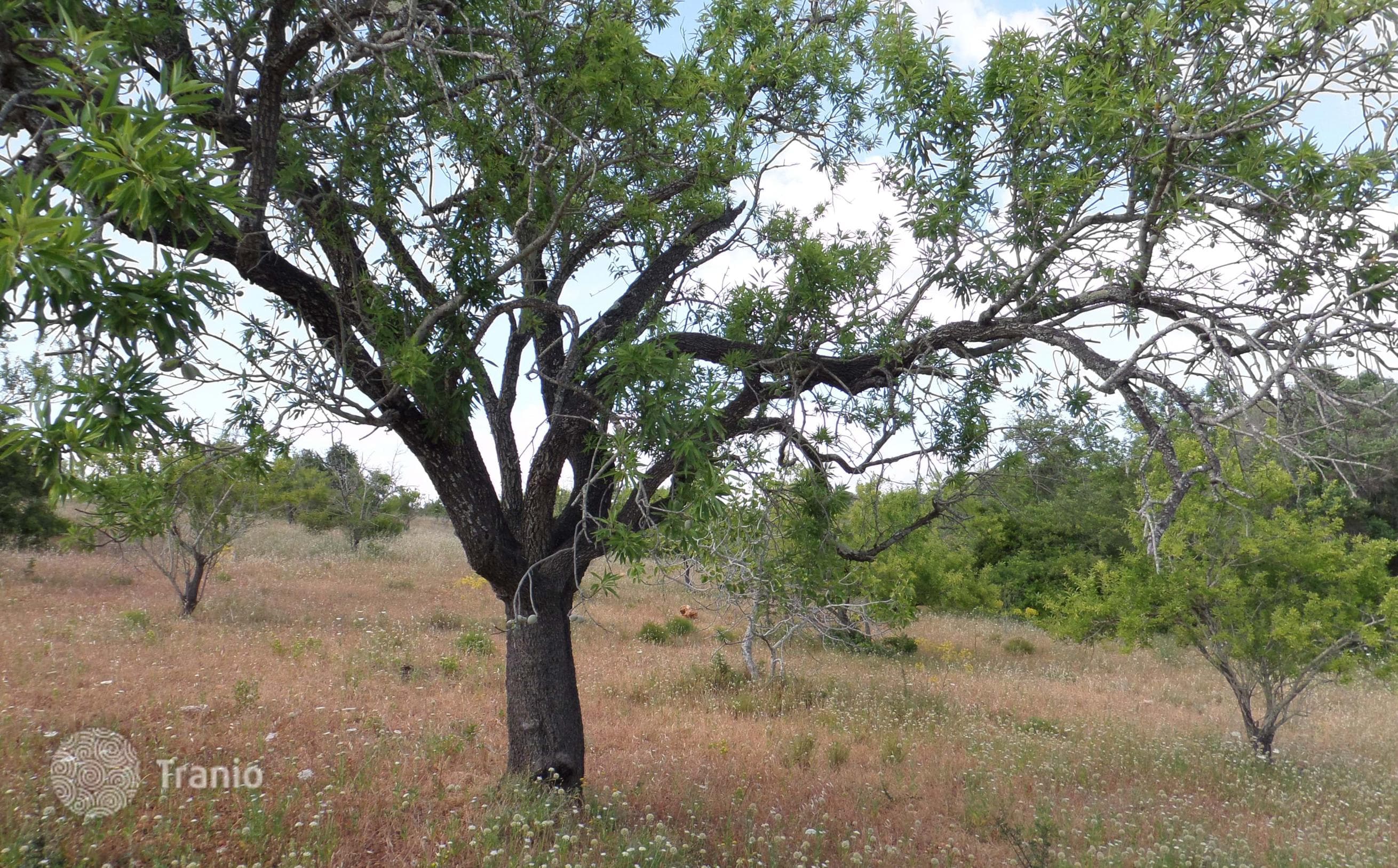 Land Plot in Albufeira, Portugal, photo 5