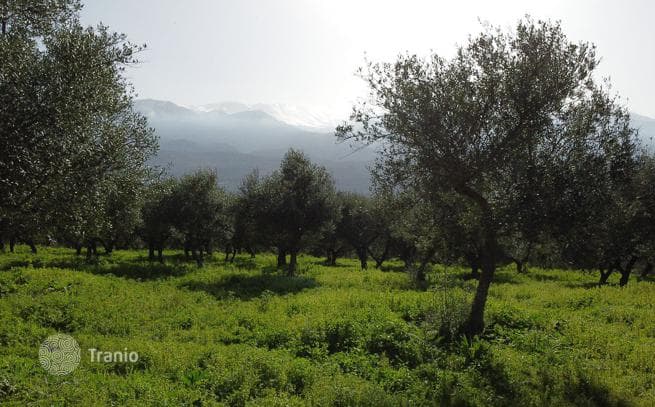 3,904 m² Land Plot with Olive Grove and Mountain View in Chania, Crete, photo 3