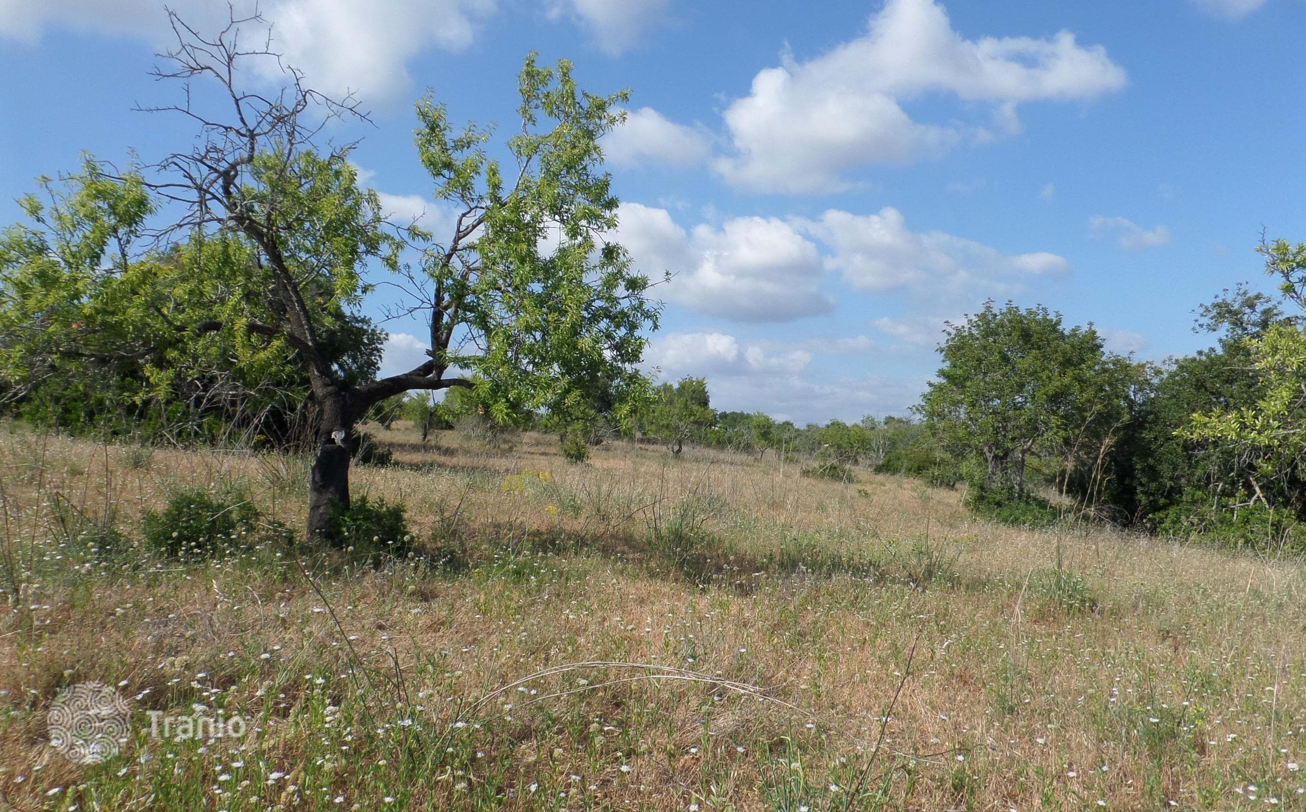 Land Plot in Albufeira, Portugal, photo 3