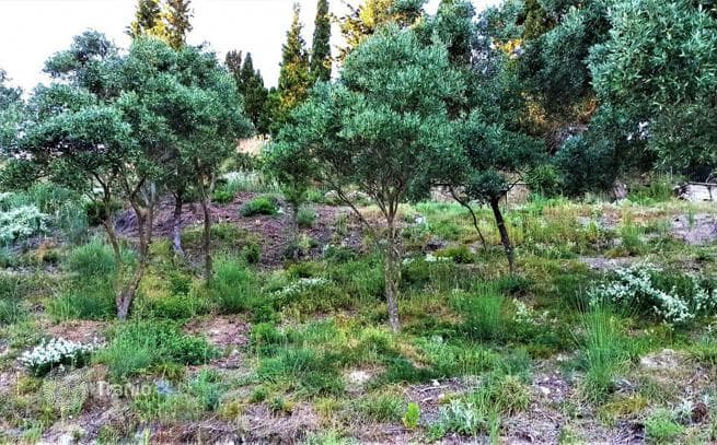 Land Plot in Trumbetas, Corfu, photo 4