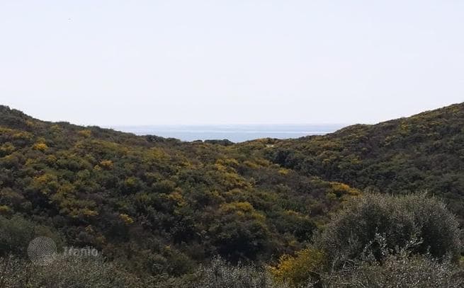 Land Plot with Olive Grove and Sea Views in Mount Athos, Halkidiki, photo 3