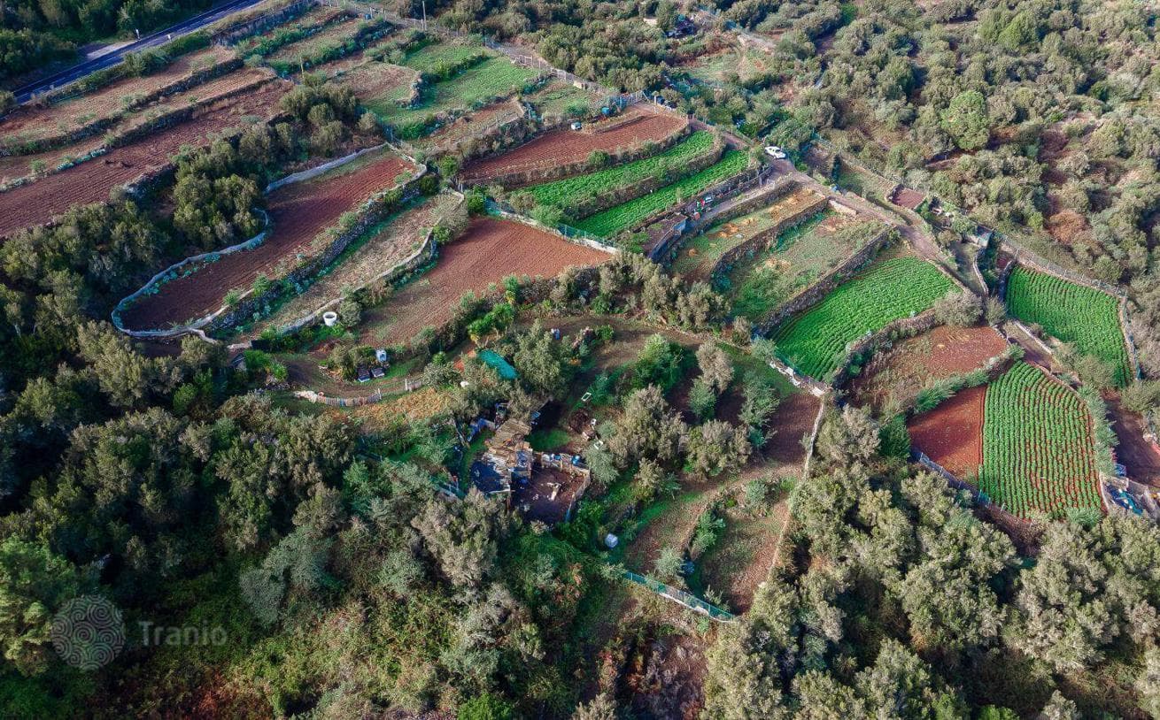 Land Plot with Fruit Orchard on Tenerife, Spain, photo 3