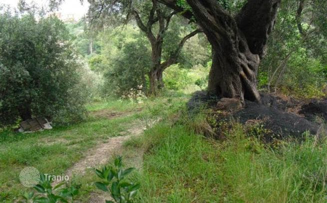 6,500 m² Land Plot with Olive Grove in Dafni, Corfu, photo 4
