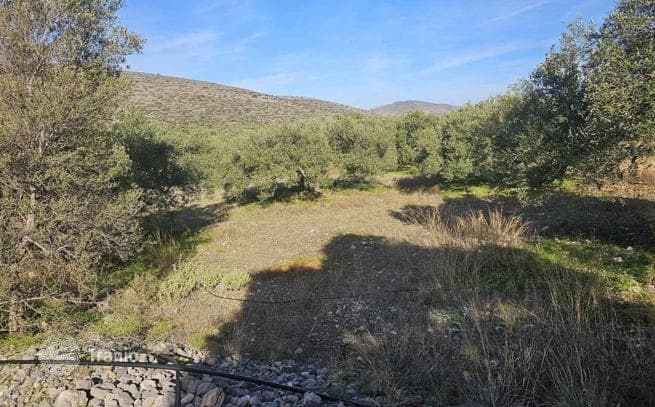 Land Plot in Ierapetra, Crete, photo 5