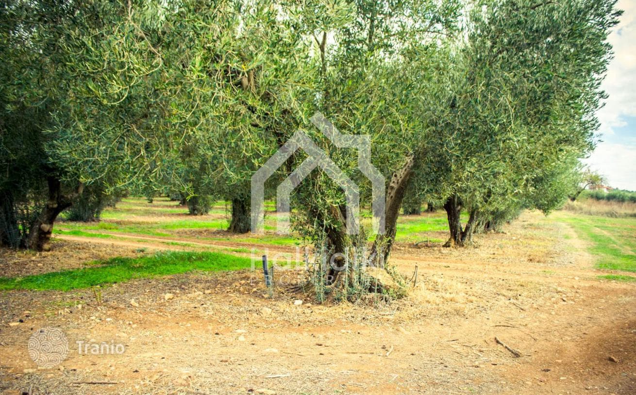 5,500 m² Land Plot Near the Sea in Sithonia, Greece, photo 4