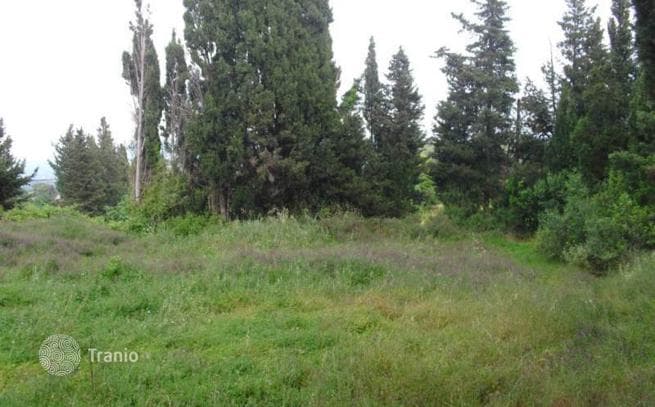 6,500 m² Land Plot with Olive Grove in Dafni, Corfu, photo 5