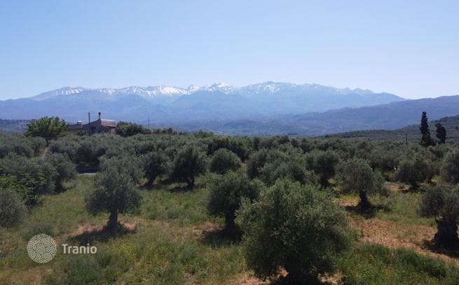 Land Plot with Olive Grove in Kalivesi, Crete, photo 4