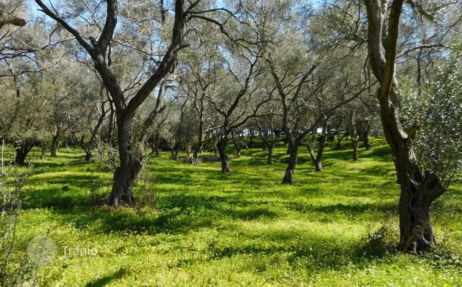 Land Plot in Vitilades, Corfu, photo 3
