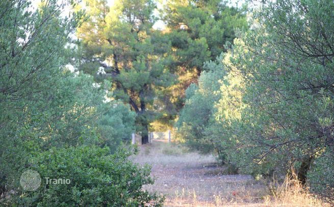Land Plot in Ormylia, Greece, photo 3
