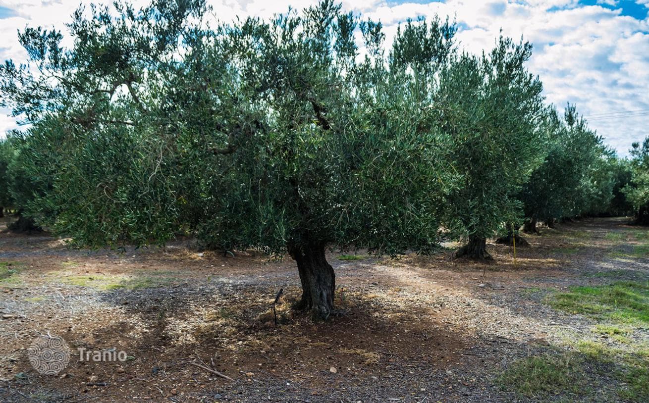 Land Plot in Kassandra, Halkidiki, photo 4