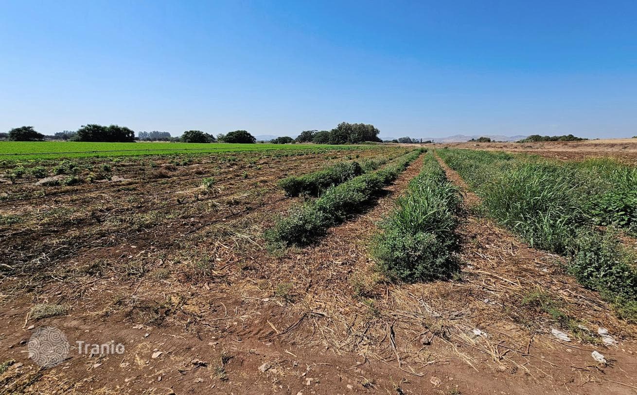 Land Plot in Timi, Cyprus, photo 4