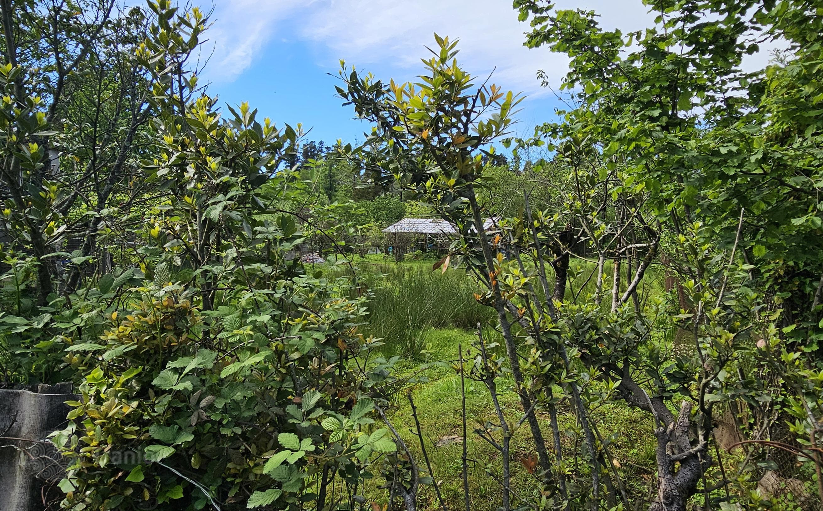 Non-Agricultural Land Plot with House Project in Chakvi