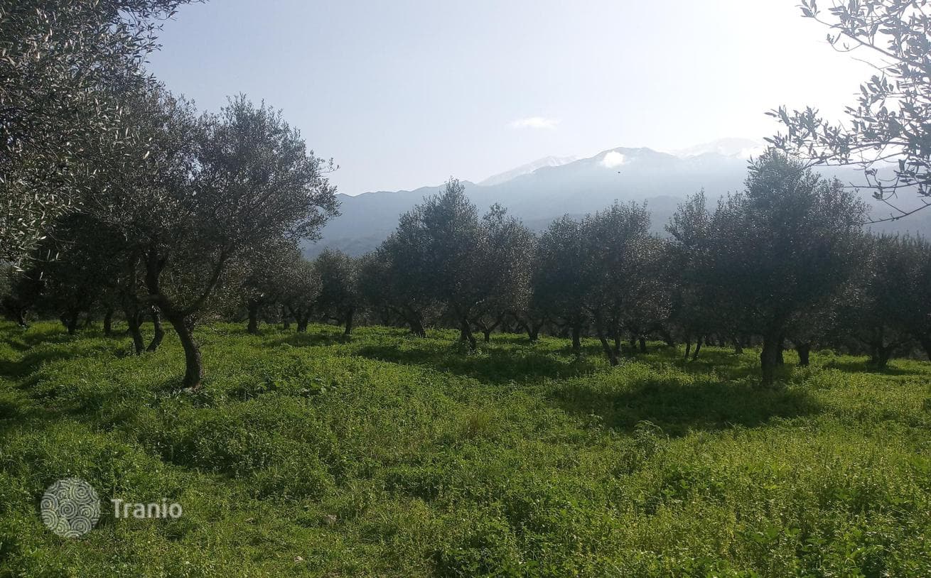 3,904 m² Land Plot with Olive Grove and Mountain View in Chania, Crete, photo 5