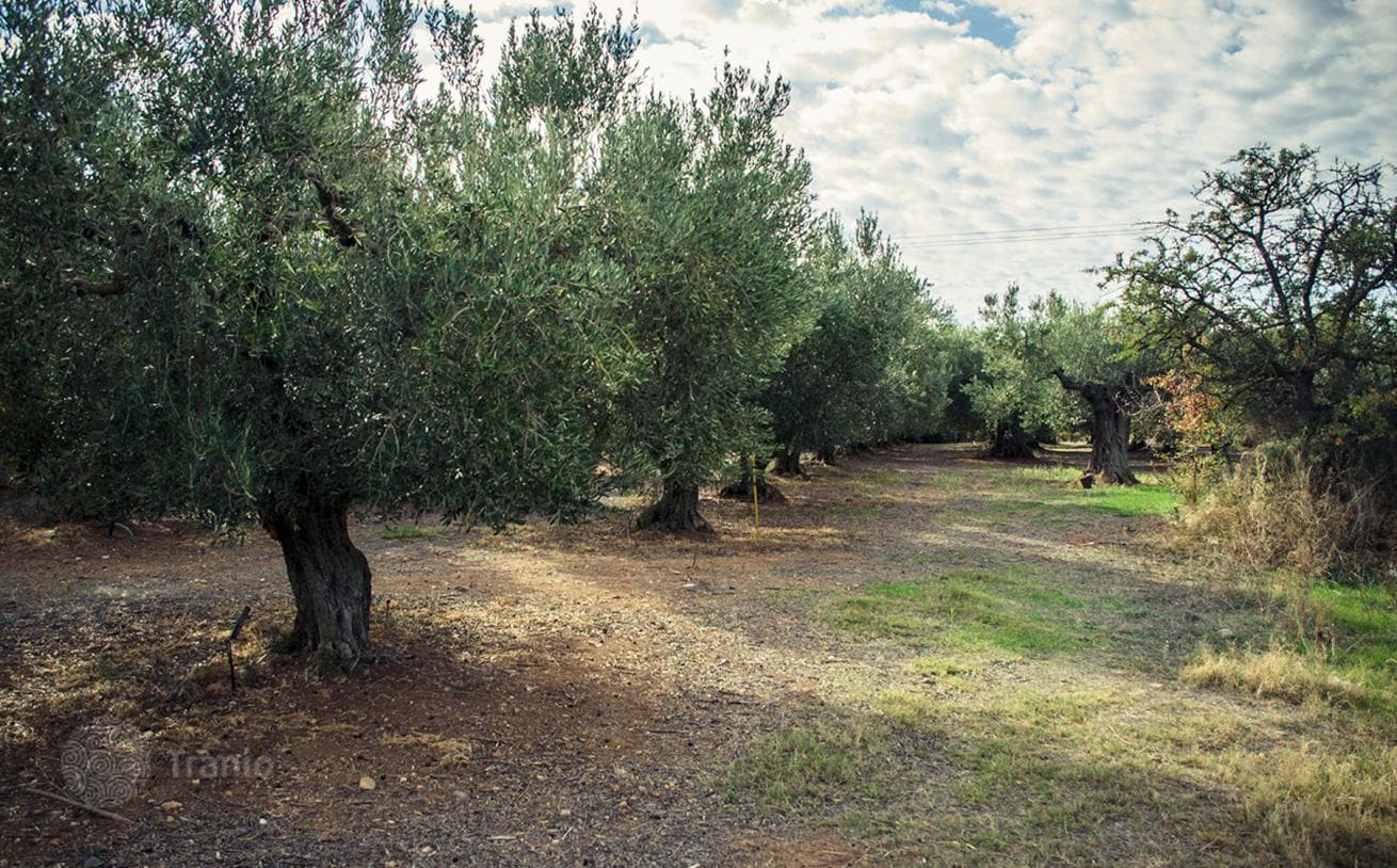 Land Plot in Kassandra, Halkidiki, photo 5