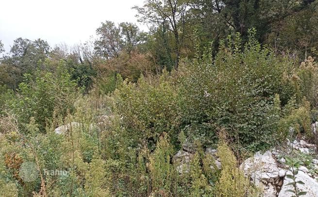 Land Plot with Sea View in Bijela, Montenegro, photo 4