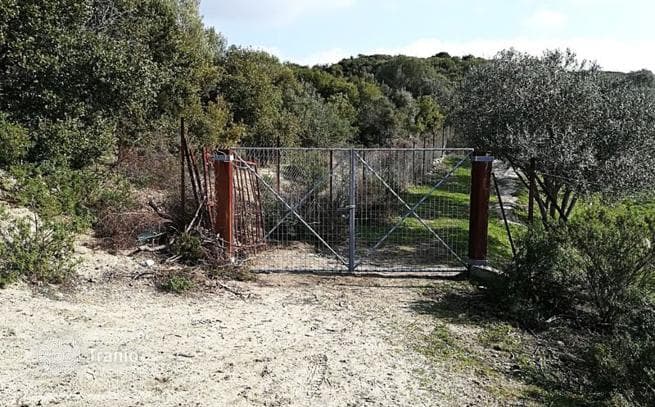 Land Plot with Olive Grove and Sea Views in Mount Athos, Halkidiki, photo 4