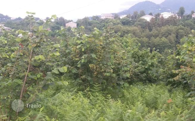 Красивый участок в горах недалеко от моря и города Батуми, фото 3