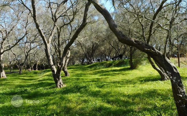 Land Plot in Vitilades, Corfu, photo 4