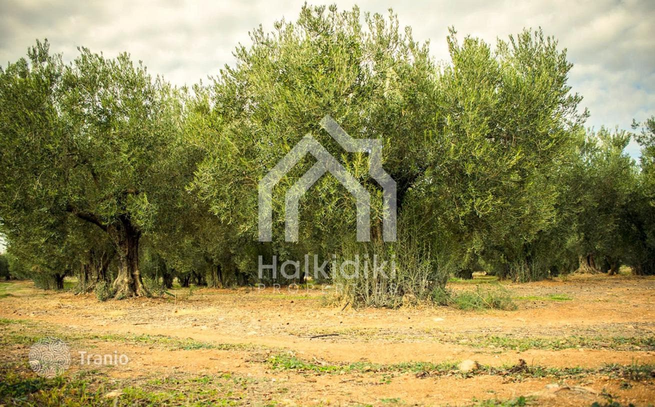 5,500 m² Land Plot Near the Sea in Sithonia, Greece, photo 5