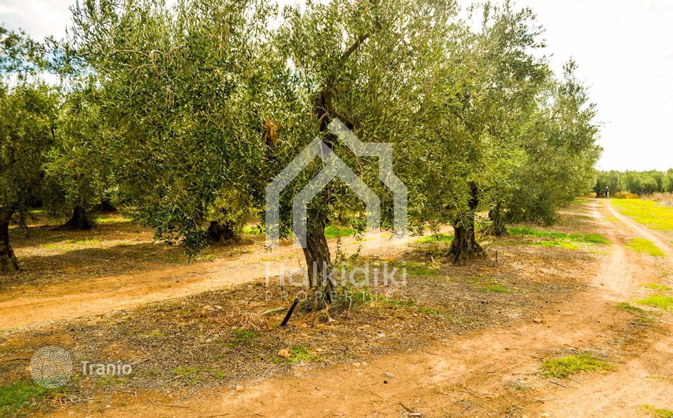 5,500 m² Land Plot Near the Sea in Sithonia, Greece, photo 2