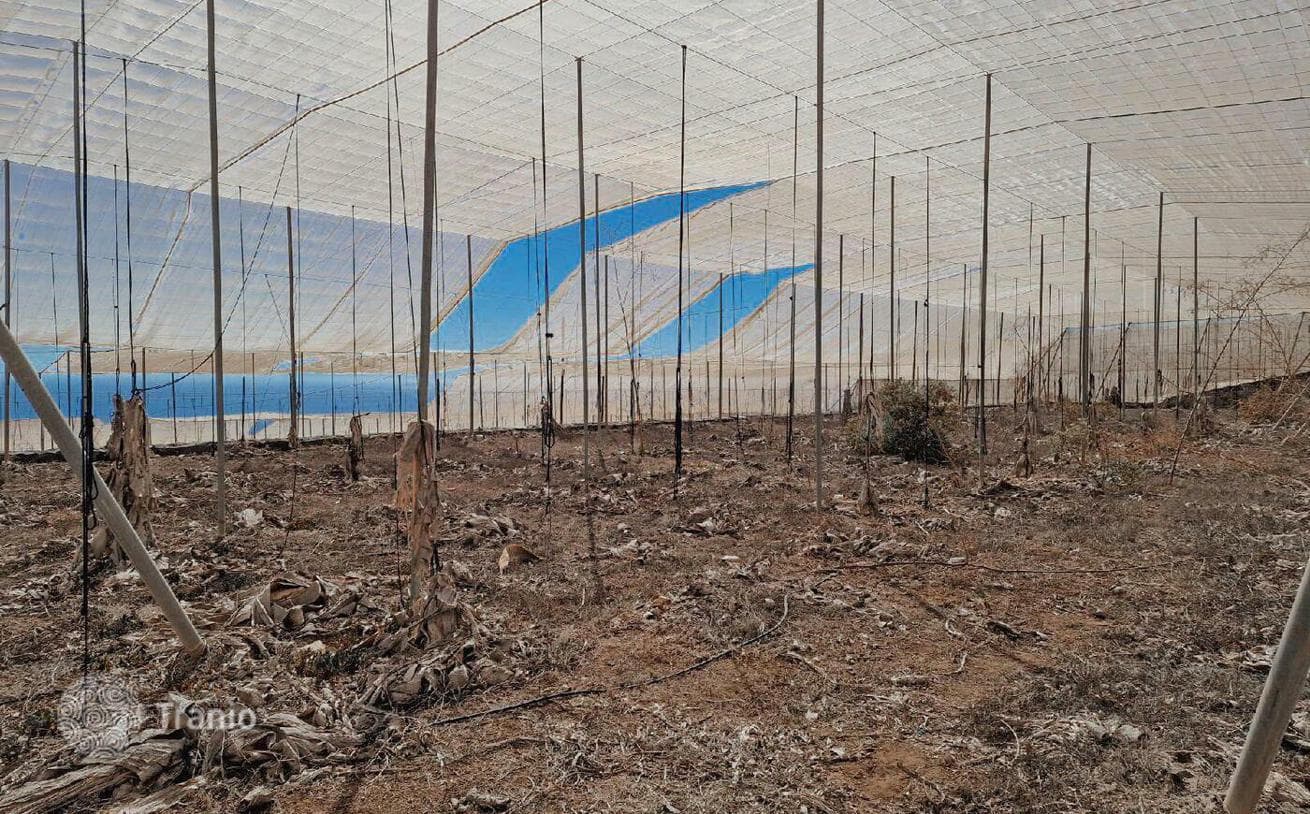 27,000 m² Land Plot with Greenhouses in Guia de Isora, Tenerife, photo 3