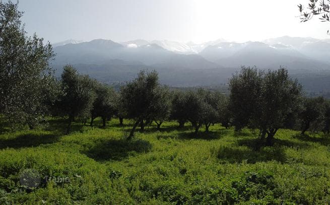 3,904 m² Land Plot with Olive Grove and Mountain View in Chania, Crete, photo 2