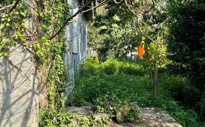Land Plot 500 m from the Sea near Batumi, photo 5